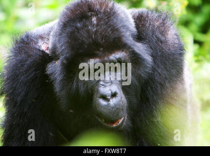 Foto von Jamie Callister ©. Gorillas aus der Bitukura Gruppe, Bwindi undurchdringlichen Wald, Uganda, Zentralafrika Stockfoto