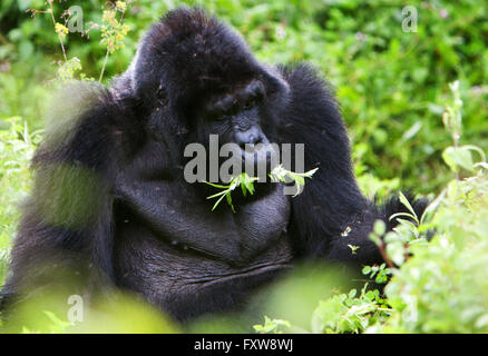 Foto von Jamie Callister ©. Gorillas aus der Bitukura Gruppe, Bwindi undurchdringlichen Wald, Uganda, Zentralafrika Stockfoto