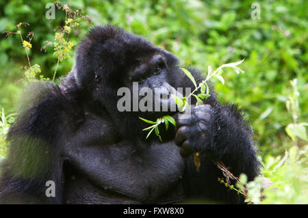 Foto von Jamie Callister ©. Gorillas aus der Bitukura Gruppe, Bwindi undurchdringlichen Wald, Uganda, Zentralafrika Stockfoto