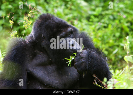 Foto von Jamie Callister ©. Gorillas aus der Bitukura Gruppe, Bwindi undurchdringlichen Wald, Uganda, Zentralafrika Stockfoto