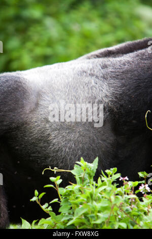 Foto von Jamie Callister ©. Gorillas aus der Bitukura Gruppe, Bwindi undurchdringlichen Wald, Uganda, Zentralafrika Stockfoto