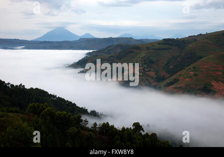 Foto von Jamie Callister ©. Gorillas aus der Bitukura Gruppe, Bwindi undurchdringlichen Wald, Uganda, Zentralafrika Stockfoto