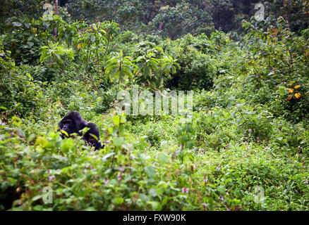 Foto von Jamie Callister ©. Gorillas aus der Bitukura Gruppe, Bwindi undurchdringlichen Wald, Uganda, Zentralafrika Stockfoto