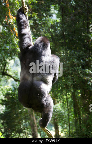 Foto von Jamie Callister ©. Gorillas aus der Bitukura Gruppe, Bwindi undurchdringlichen Wald, Uganda, Zentralafrika Stockfoto