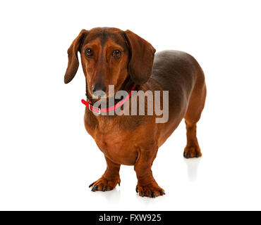 Serie mit einem Cacucasian Tierarzt und gemischt-ethnische Gruppe von Mitarbeitern und Kunden.  Halten Kaninchen, Katze und Hund.  ISO Stockfoto