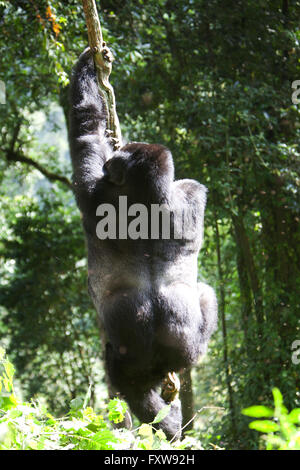 Foto von Jamie Callister ©. Gorillas aus der Bitukura Gruppe, Bwindi undurchdringlichen Wald, Uganda, Zentralafrika Stockfoto