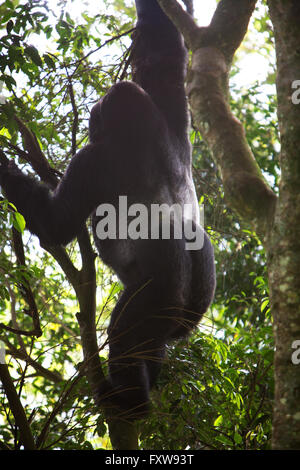 Foto von Jamie Callister ©. Gorillas aus der Bitukura Gruppe, Bwindi undurchdringlichen Wald, Uganda, Zentralafrika Stockfoto