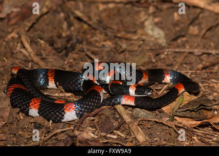 Halloween Schlange - Urotheca euryzona Stockfoto