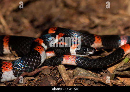 Halloween Schlange - Urotheca euryzona Stockfoto