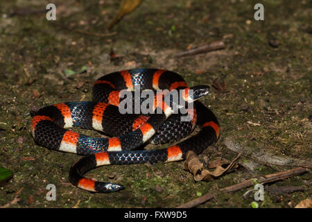 Halloween Schlange - Urotheca euryzona Stockfoto