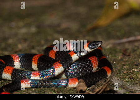 Halloween Schlange - Urotheca euryzona Stockfoto