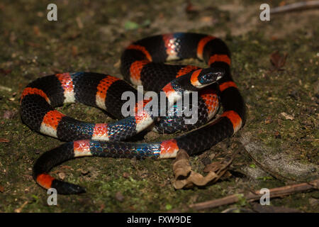 Halloween Schlange - Urotheca euryzona Stockfoto