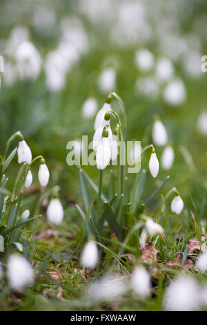 Galanthus Nivalis. Schneeglöckchen in den Rasen wachsen. Stockfoto