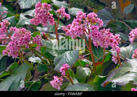 Elefanten-Ohren Bergenie Cordifolia im Frühjahr Stockfoto