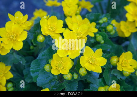 Marsh Marigold Caltha Palustris wächst in Feuchtgebieten Stockfoto