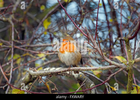 Robin Erithacus Rubecula im Winter Hecke Stockfoto