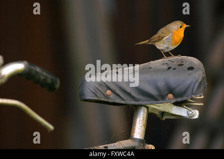 Robin Erithacus Rubecula auf gehockt Fahrradsattel unterwegs zum nisten Stockfoto