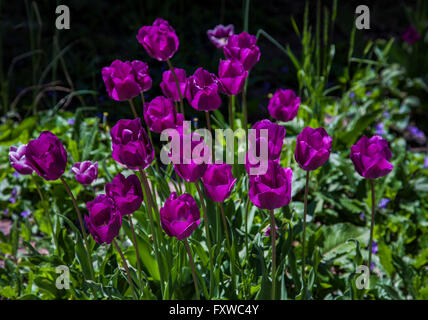 Fuchsia, Purple Tulpen Garten Glühbirne Grenze Reihe Nahaufnahme in New Jersey, USA Birnen Tulipa bunte Grenze Stockfoto