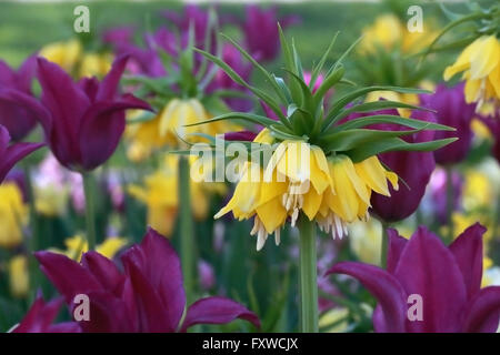 Gelbe Krone imperial Tulpen mit violette Tulpen im Beet Stockfoto
