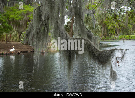 Ein Ast stark behängt mit spanischem Moos in New Orleans City Park. Stockfoto