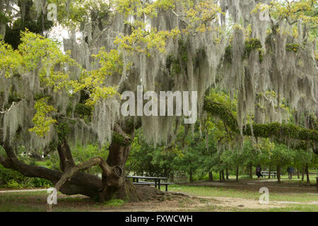 Ein 200 Jahre alten Eichen Baum behängt mit spanischem Moos in New Orleans City Park. Stockfoto