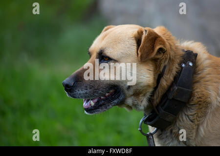 Hund an einer Kette, ein Porträt Stockfoto