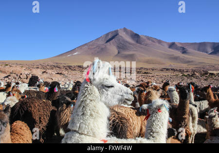 Bolivien - 20.08.2013 - Bolivien / Uyuni - Lagunes, Herde von Lamas - Sandrine Huet / Le Pictorium Stockfoto