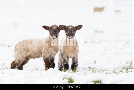 Lämmer im Winter, England, Großbritannien Stockfoto