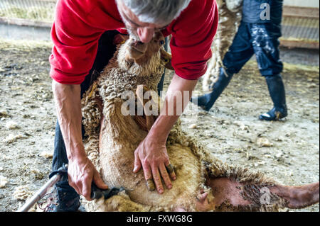 Europa. Frankreich. Bouches-du-Rhône. Schafschur. Stockfoto