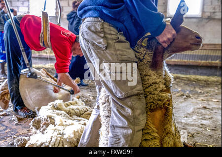 Europa. Frankreich. Bouches-du-Rhône. Schafschur. Stockfoto