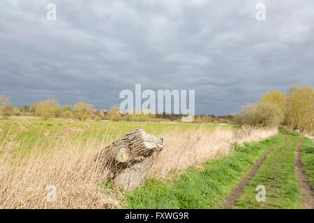 TRACKWAY unterwegs Beccles Marsh Suffolk, England, UK Stockfoto