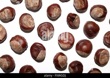 Conkers auf weißem Hintergrund Stockfoto