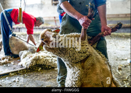 Europa. Frankreich. Bouches-du-Rhône. Schafschur. Stockfoto