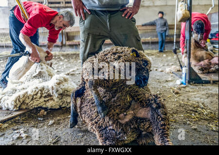 Europa. Frankreich. Bouches-du-Rhône. Schafschur. Stockfoto