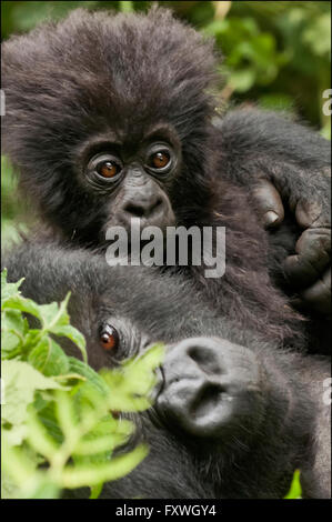 Weibliche Berg Baby hält ihr Baby. Mitglieder der Kwitonda Gruppe im Volcanoes Nationalpark in Ruanda Stockfoto