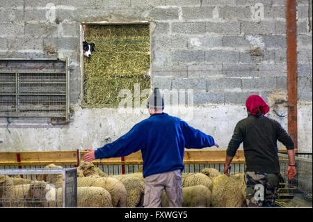 Europa. Frankreich. Bouches-du-Rhône. Schafschur. Stockfoto