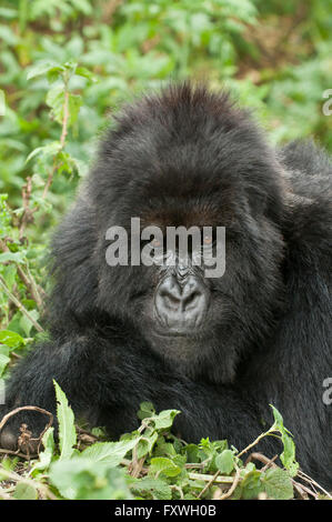 Schuss in den Kopf eines jungen Silber Berggorillas von Susa Gruppe im Volcanoes National Park in Ruanda zurück Stockfoto