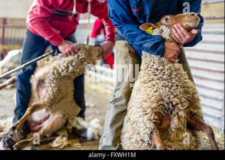 Europa. Frankreich. Bouches-du-Rhône. Schafschur. Stockfoto