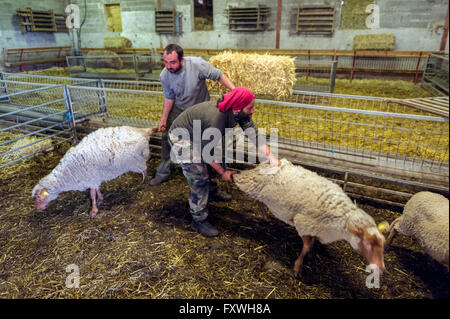 Europa. Frankreich. Bouches-du-Rhône. Schafschur. Stockfoto