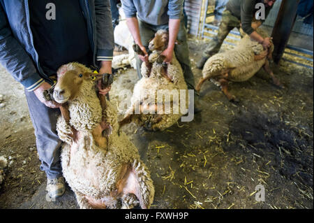 Europa. Frankreich. Bouches-du-Rhône. Schafschur. Stockfoto