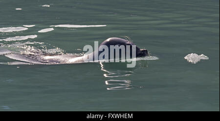 eine Ringelrobbe schwimmen vorbei an unser Boot in der Nähe von Recherchebreen in Svalbard Stockfoto