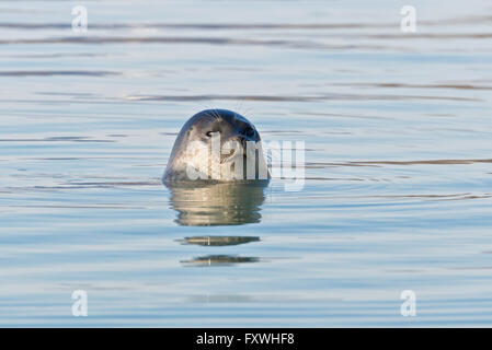 eine neugierige Ringelrobbe, einen Blick auf uns, als wir in unser Boot in der Nähe von Recherchebreen in Svalbard vorbeiging Stockfoto