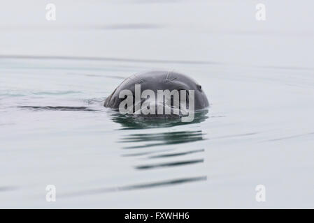 Kopf geschossen, der eine Ringelrobbe, die rund um unser Boot schwimmen war, wie wir Morenlagunna in Svalbard erkunden Stockfoto