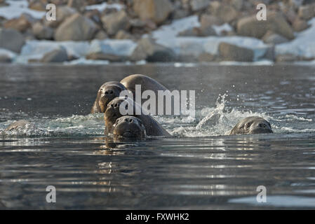 eine Gruppe von fünf Walross schwimmen in Richtung unser Boot direkt an der Küste von Phippsoya in Svalbard Stockfoto