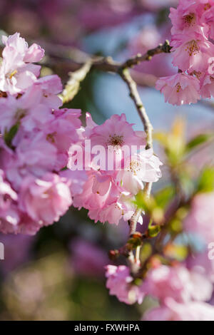 Cherry Tree Blossom - Prunus Accolade Stockfoto