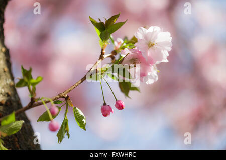 Cherry Tree Blossom - Prunus Accolade Stockfoto