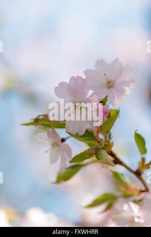 Cherry Tree Blossom - Prunus Accolade Stockfoto