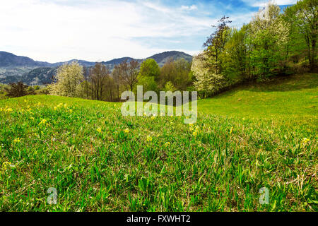 Frühling grünen Wiese im Frühling mit frische Gräser und Bäume Stockfoto