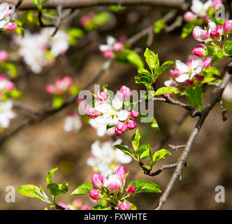 Apfel Baum Frühlingsblüten, schöne rosa und weißen Blüten Stockfoto
