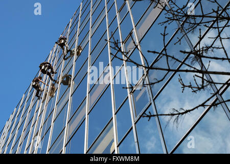 London, England, Vereinigtes Königreich; 18. April 2016. Fenster-Reiniger Abseilen ein Bürogebäude-Fenster auf der Euston Road in London, an einem schönen hellen Frühlingsmorgen in der Hauptstadt. Bildnachweis: Andrew Lockie/Alamy Live-Nachrichten Stockfoto